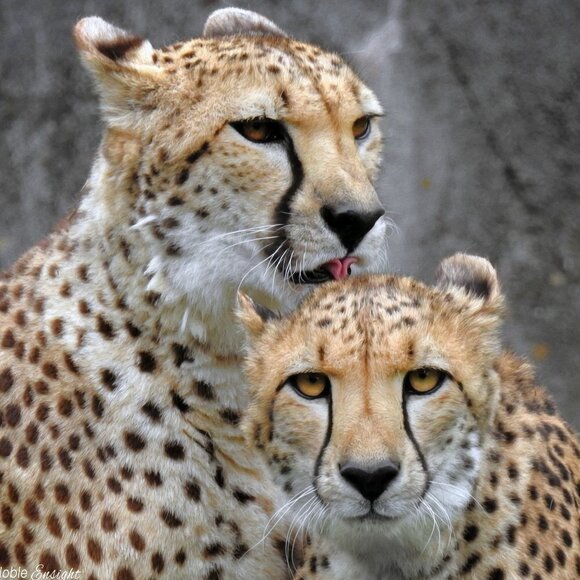 8x8 or 8x10 Cheetah Love‎ Gorgeous Oil Painting Art Print - Picture 2 of 4